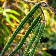 Moringa Oleifera, Drum Stick  {200-250cm}